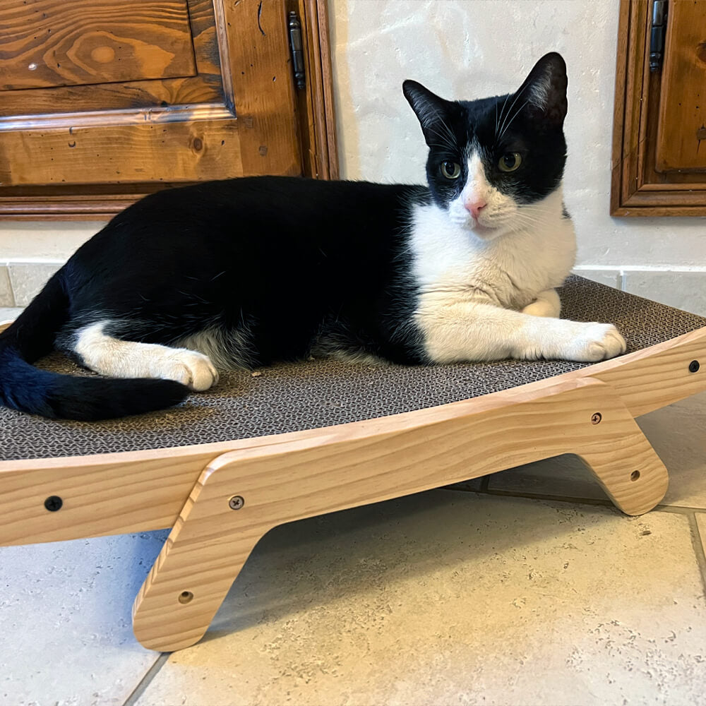 griffoir pour chat
