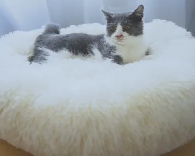 Vidéo