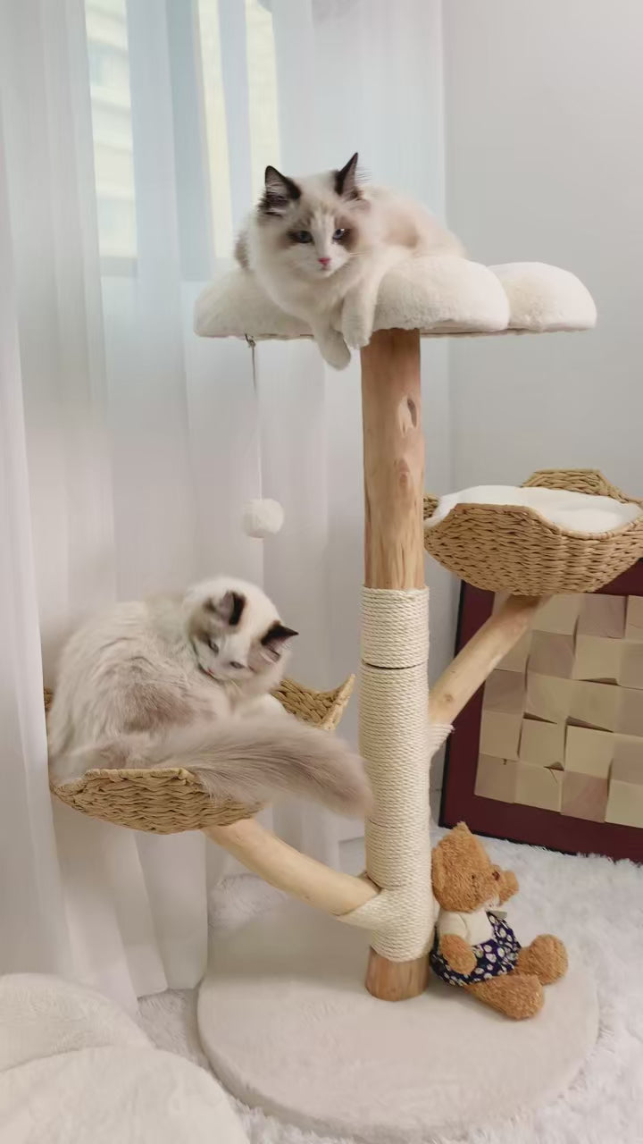 Vidéo